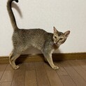アビシニアン3才の男の子