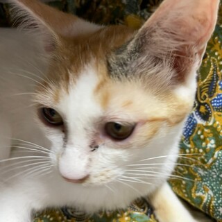 油断しすぎ！白三毛りんちゃん