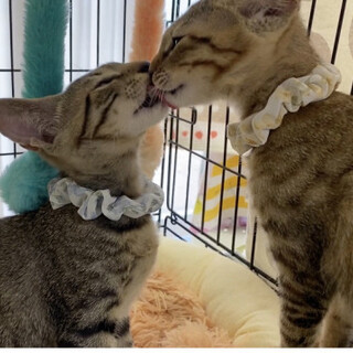 まんまるおしりのらら(♂)るる(♀)