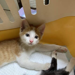 1ヶ月半　茶白猫（5兄妹）ゆうくん