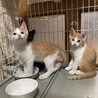 1ヶ月半　茶白猫（5兄妹）ゆうくん サムネイル2