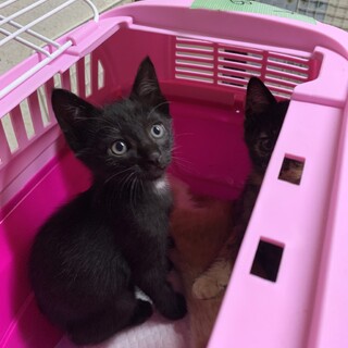 1ヶ月半　黒猫（5兄妹）こうくん