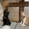1ヶ月半　黒猫（5兄妹）こうくん サムネイル2