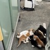 1ヶ月半　黒猫（5兄妹）こうくん サムネイル3
