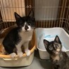 8ヶ月　白黒猫（5兄妹）ふうちゃん サムネイル2