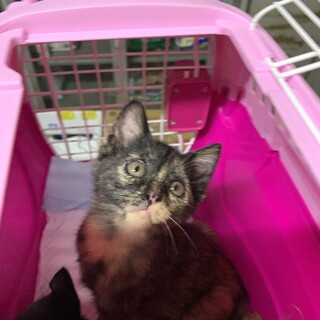 1ヶ月半　サビ猫（5兄妹）すうちゃん
