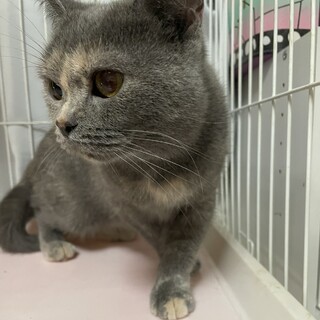 大人しいマンチカン女の子♪