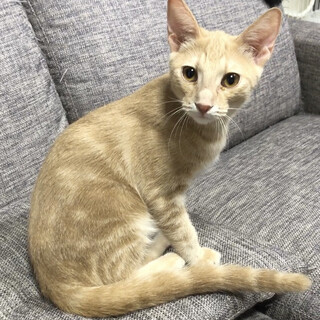 人も猫も大好き！クリーム茶トラのマロくん♂