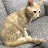 人も猫も大好き！クリーム茶トラのマロくん♂ サムネイル2