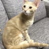 人も猫も大好き！クリーム茶トラのマロくん♂ サムネイル3