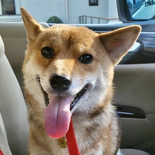 推定4歳♀もみじちゃん