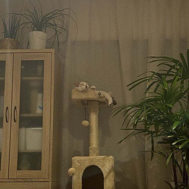 amarryのカバー写真