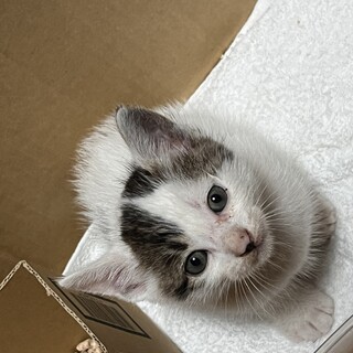 子猫