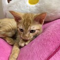 茶トラ　男の子　里親さん決定