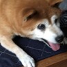 の写真