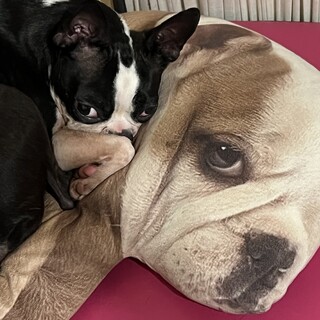 ボストンテリア♀レアちゃん