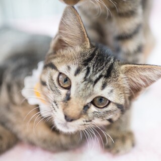 ピコちゃん♡可愛すぎて困るー！！