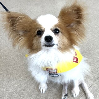 ぼくとあそぼー♡手術頑張ったよ！ブルースくん