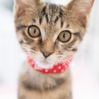 ピッチくん♡ 悶絶級のかわいさ！