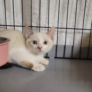 青い瞳♡シャムミックスの男の子