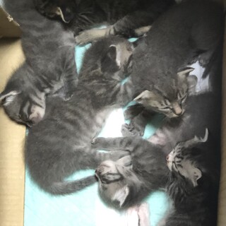 生後3ヶ月（子猫）