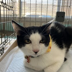 名古屋市緑区猫の譲渡会