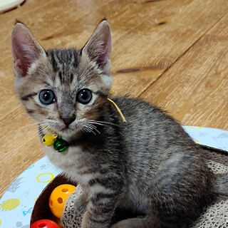 へそ天で寝る天真爛漫小柄男子ブール