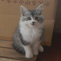 長毛でモフモフ。生後2ヶ月程度の子猫を譲ります。