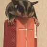 モモンガちゃんの里親募集！！ サムネイル2
