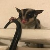 モモンガちゃんの里親募集！！ サムネイル3