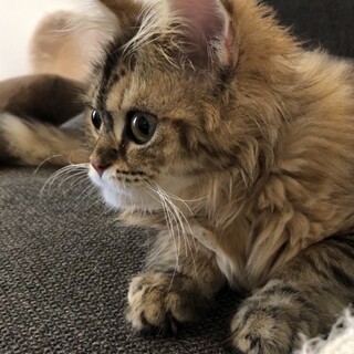 猫が大好きな方、生涯大切にしてくださる方