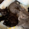 雑種の子猫3ヶ月とっても可愛いです。