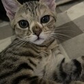 保護