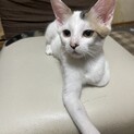 保護
