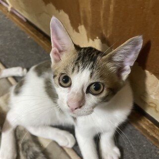 保護