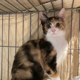 美しい三毛猫☆シータ