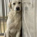 殺処分前 期限があります