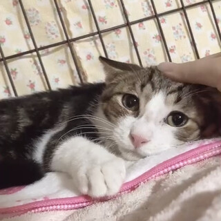 控えめだけどゴロゴロ☆パズー♂