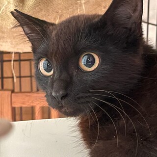 まんまるお目々の黒猫シゲルくん」山梨県 - 猫の里親募集(431332) 1枚