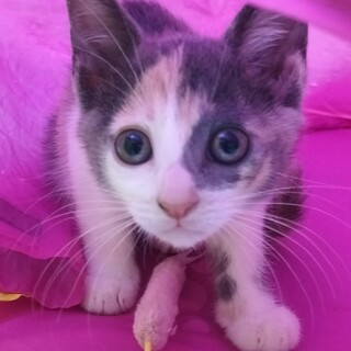 パステルちび三毛♡モカちゃん