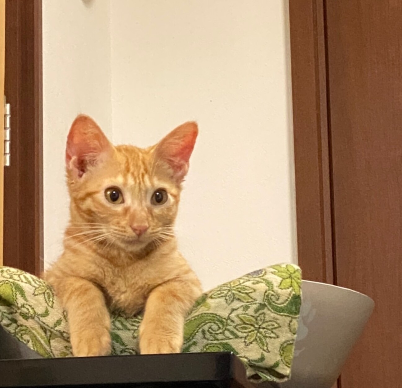 少し怖がりですが穏やかな 兵庫県 猫の里親募集 4261 ペットのおうち 月間利用者150万人