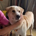 大型犬、推定1歳〜2歳、優しい男の子