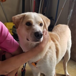大型犬、推定1歳〜2歳、優しい男の子