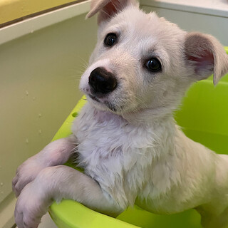 「チロル」女の子