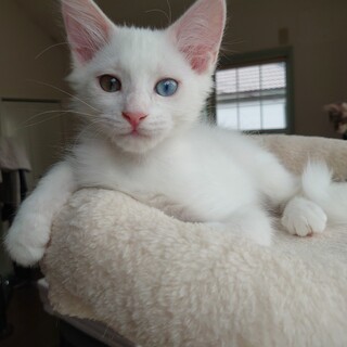 オッドアイ美人のれもんちゃん　２ヶ月