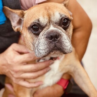 22-W478 フレブルせんちゃん！！二重丸