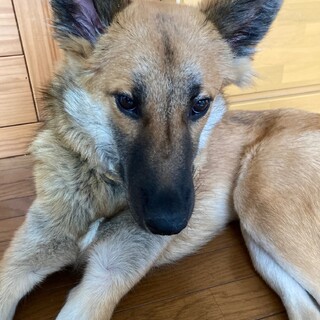 「だんご」男の子