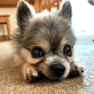 シニアでも頑張って家族探すポメチワ14歳こだま君