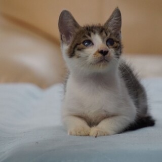 サバシロ3きょうだいの男の子