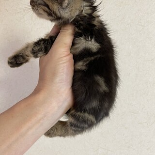 アメショミックス子猫1か月♂黒ベース